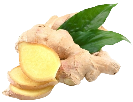 GỪNG TƯƠI XUẤT KHẨU