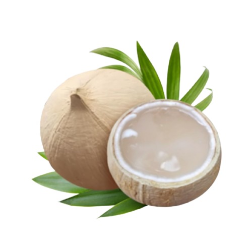 DỪA GỌT TRỌC XUẤT KHẨU