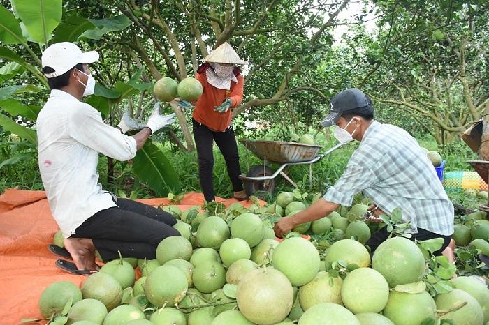 Doanh nhân Nam Ninh chỉ cách để nông sản Việt dễ vào Trung Quốc