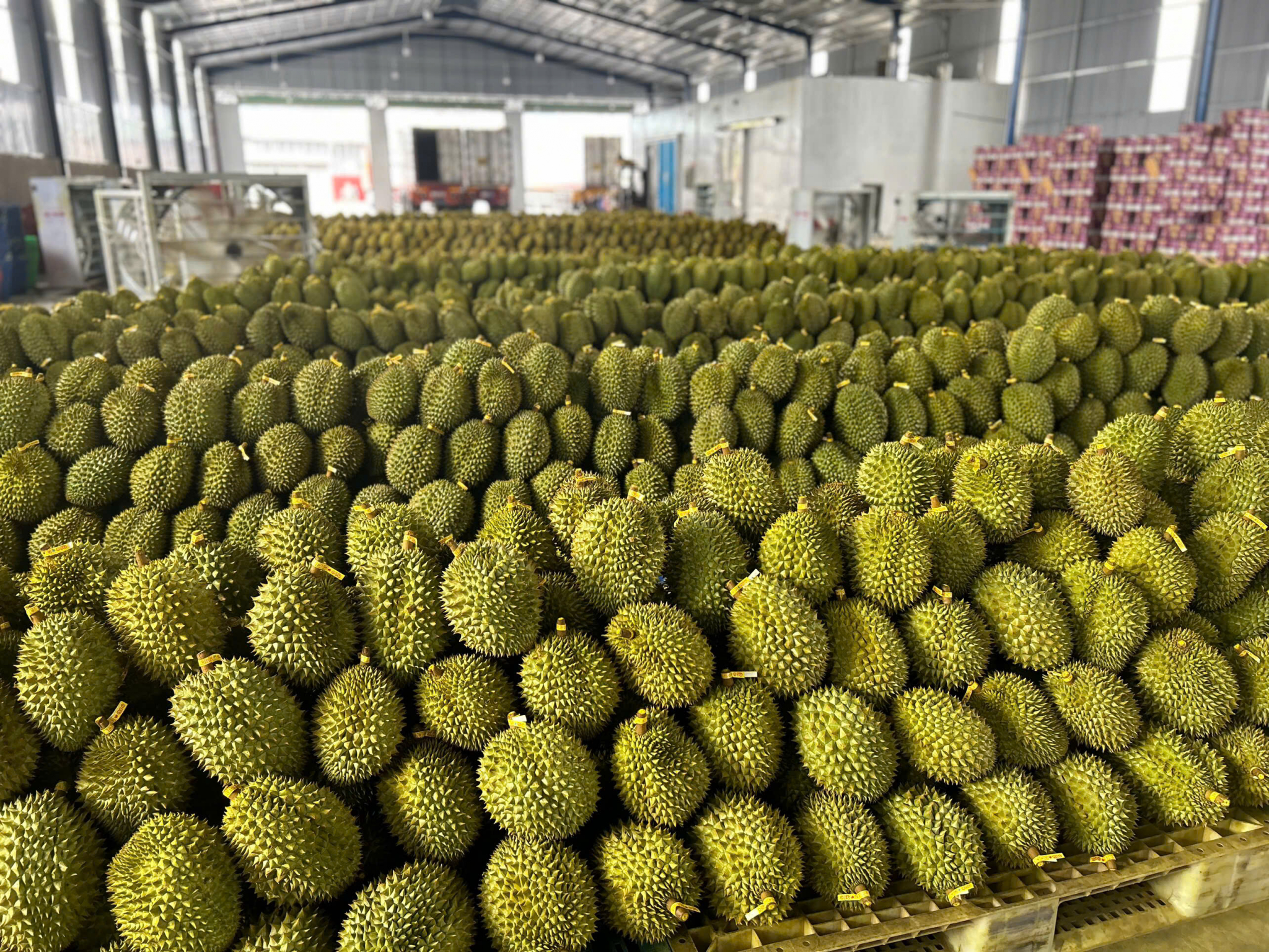 Hình ảnh thương hiệu sầu riêng