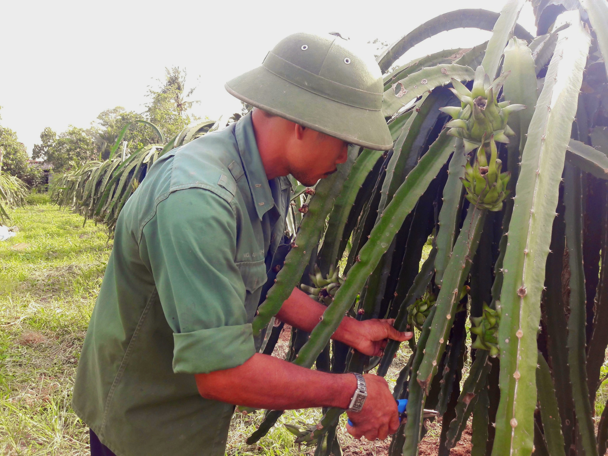 THANH LONG RUỘT ĐỎ HÀNG ĐÈN, GIÁ THU MUA ỔN ĐỊNH Ở MỨC CAO